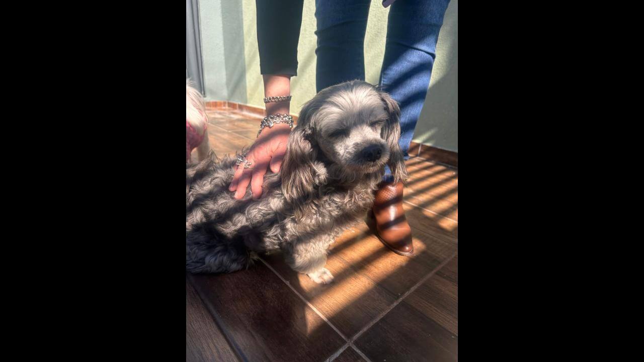 Cachorra é encontrada no bairro Florais do Paraná Cachorra é encontrada no bairro Florais do Paraná
