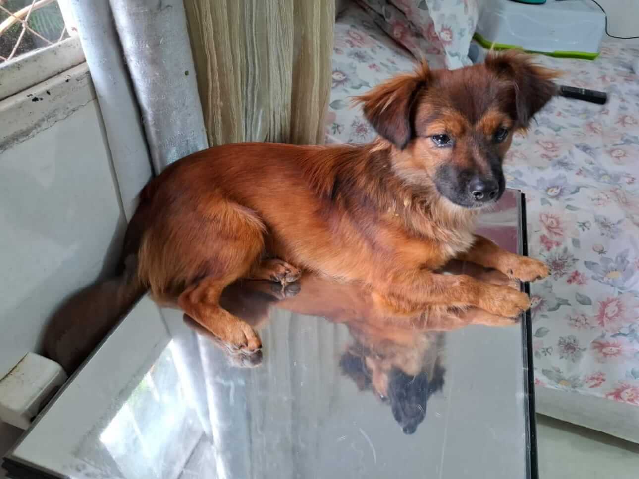 Cachorro Foguinho desapareceu no bairro Neva
