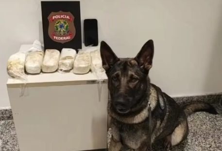 Cachorra farejadora ajuda PF a prender homem com mais de 3 kg de cocaína no Aeroporto Imagem referente a Cachorra farejadora ajuda PF a prender homem com mais de 3 kg de cocaína no Aeroporto