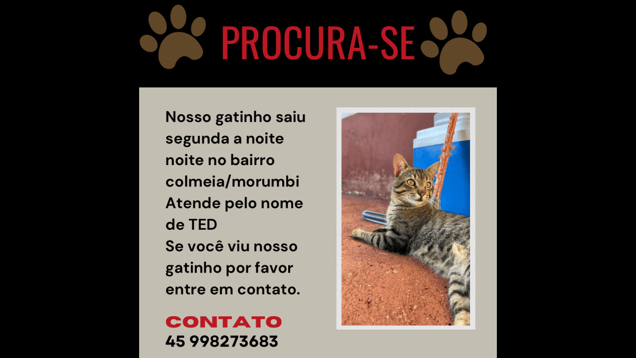 Gato TED desapareceu no bairro Morumbi