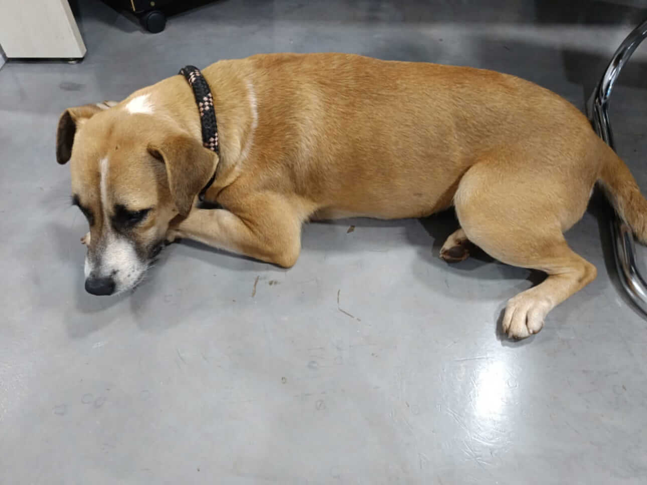 Cachorra Lola desapareceu no bairro Lago Azul