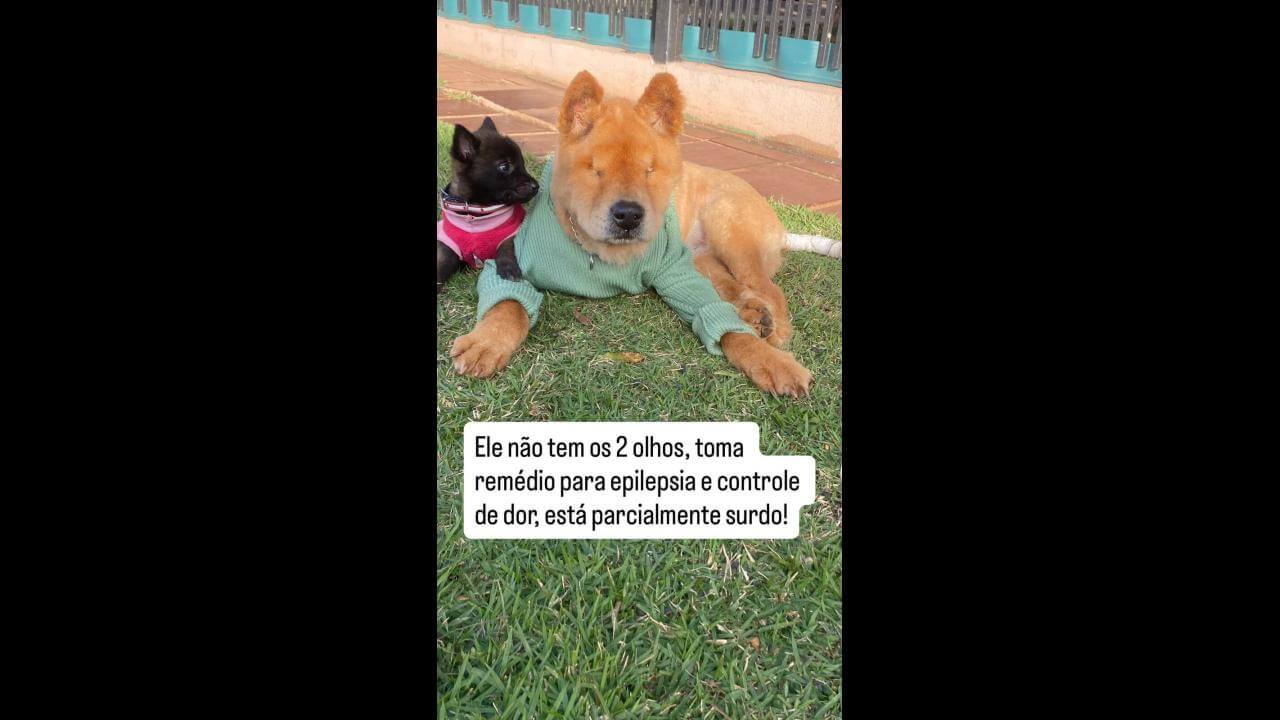 Cachorro HATI desapareceu no bairro Tropical II