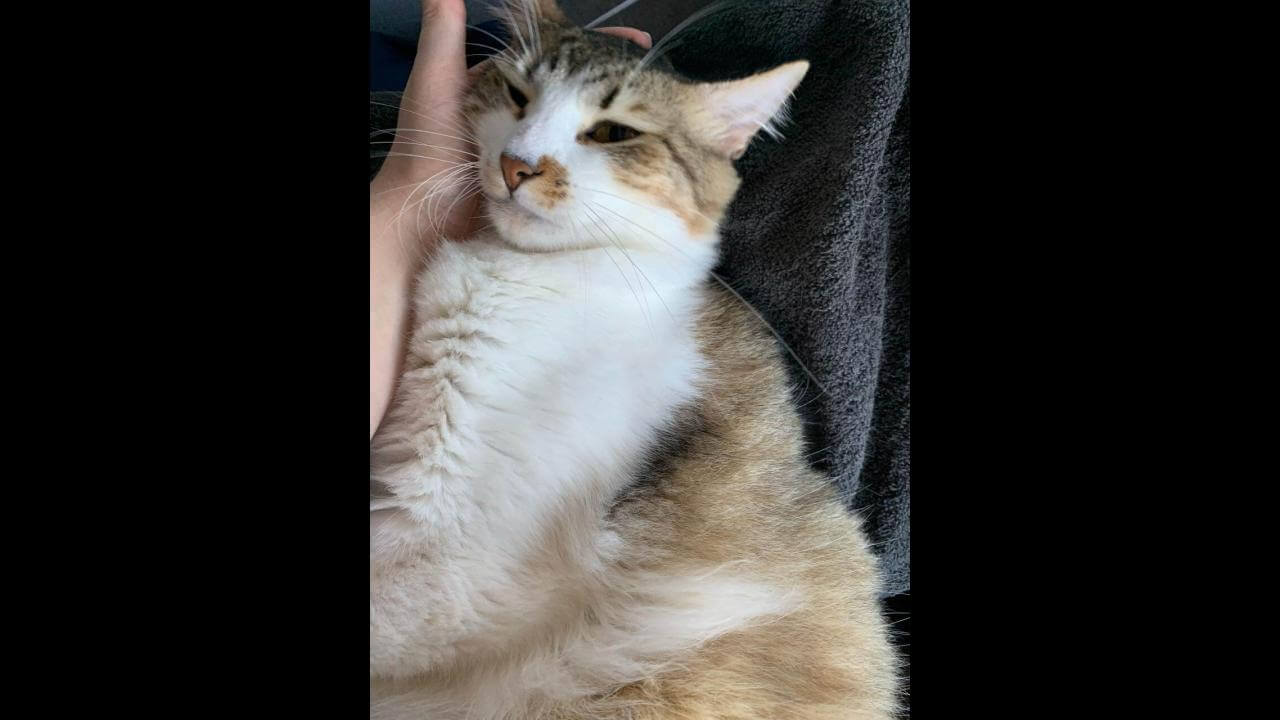 Gato Mingau desapareceu no bairro Brasília