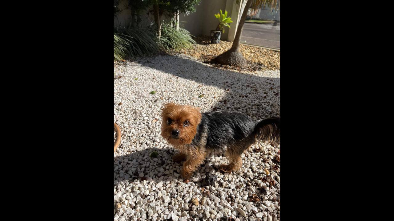 Cachorra é encontrada no bairro Coqueiral