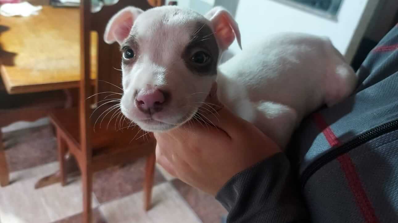 Cachorra Macha desapareceu no bairro Santa Felicidade