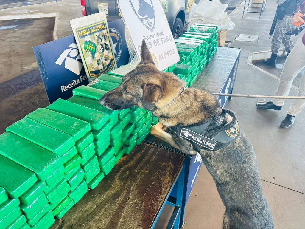 Cão farejador desmascara esconderijo e 316 tabletes de maconha são apreendidos