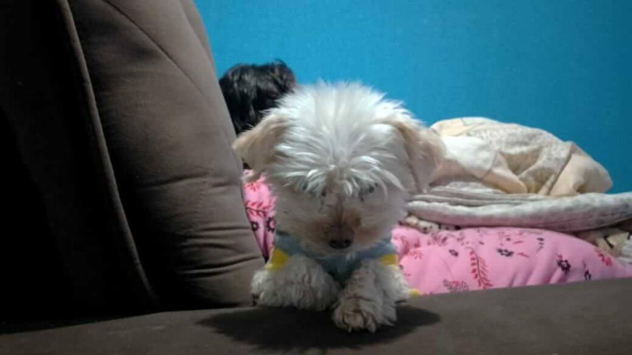 Cachorro Farofa desapareceu no bairro Florais do Paraná