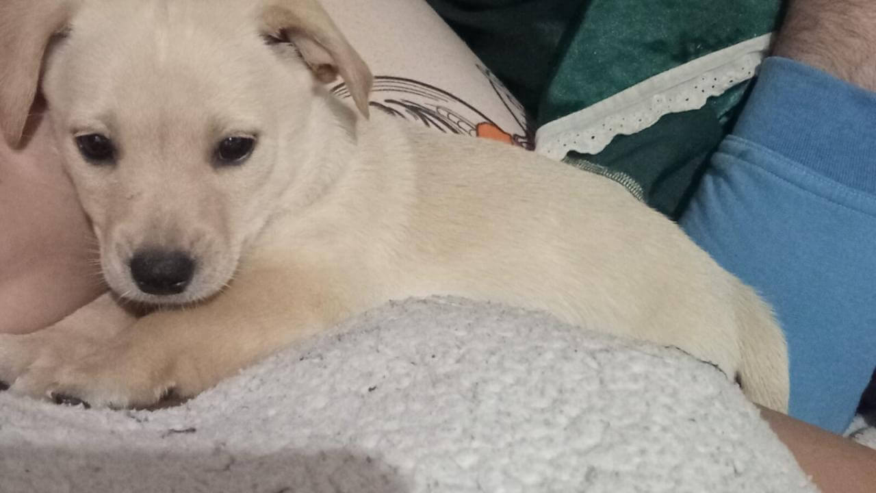 Cachorro é encontrado no bairro Santos Dumont Cachorro é encontrado no bairro Santos Dumont