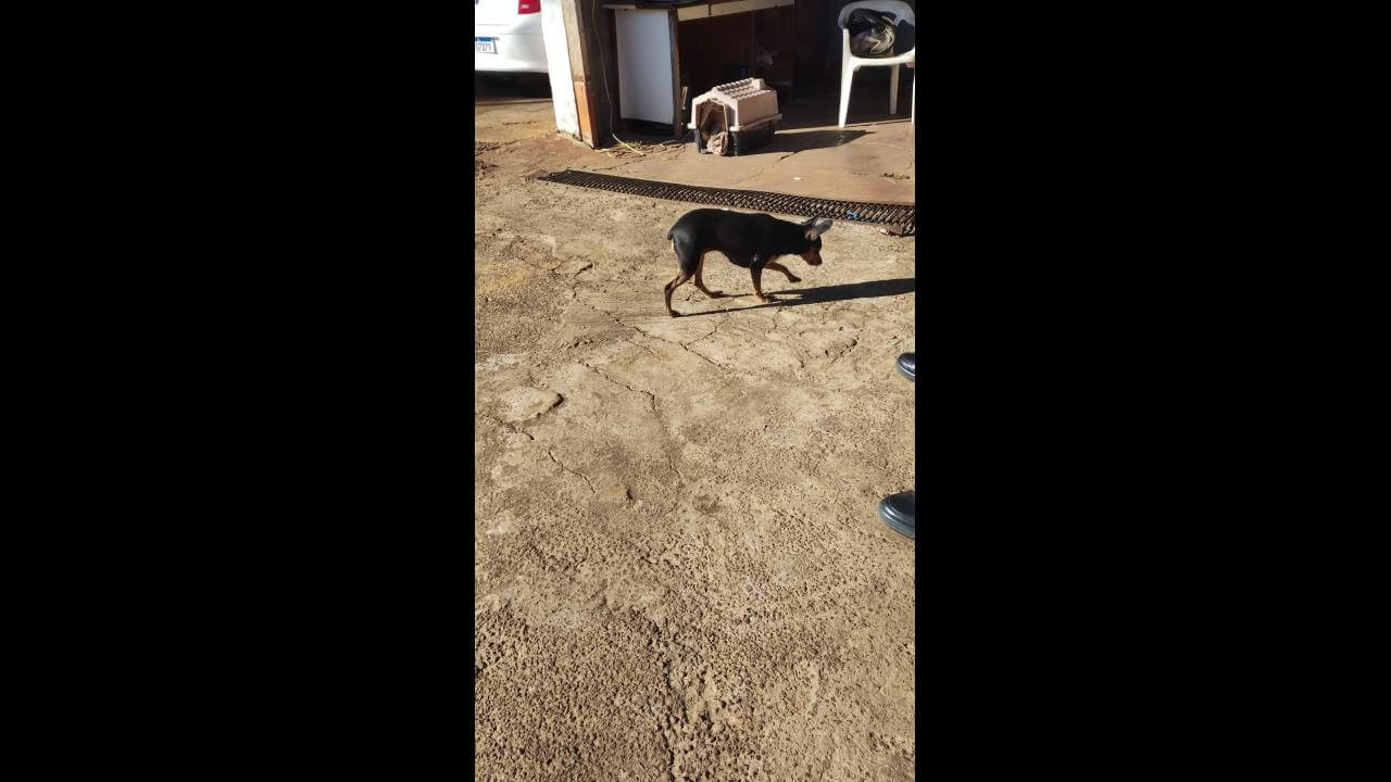 Cachorra é encontrada no bairro Neva Cachorra é encontrada no bairro Neva