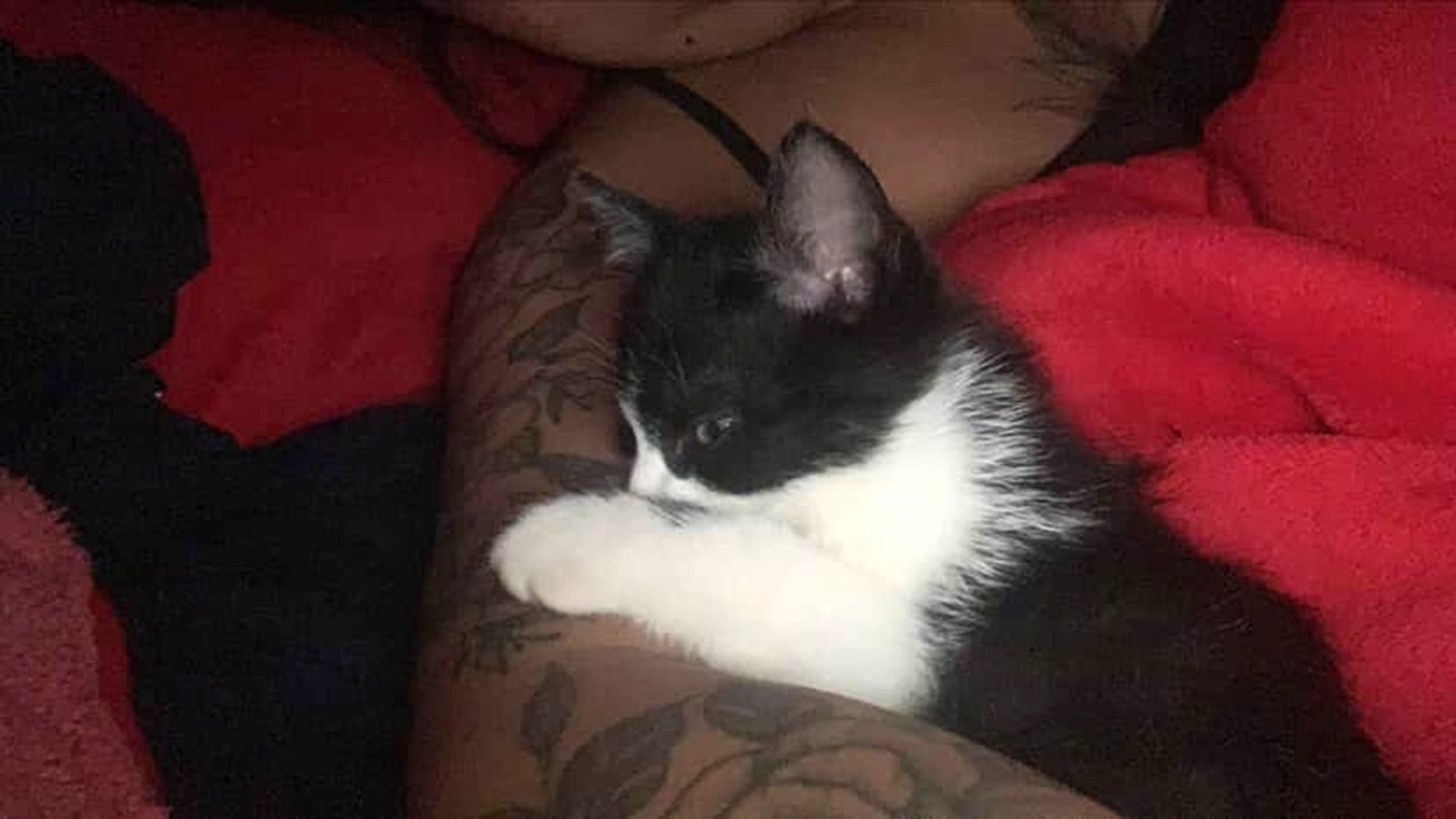 Gata Julinha desapareceu no bairro Santo Onofre Gata Julinha desapareceu no bairro Santo Onofre