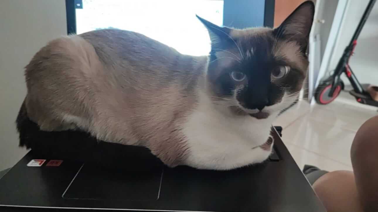 Gato Lyan desapareceu no bairro Parque Verde Gato Lyan desapareceu no bairro Parque Verde