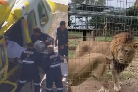 Leão ataca mulher em zoológico e arranca braço de visitante Imagem referente a Leão ataca mulher em zoológico e arranca braço de visitante