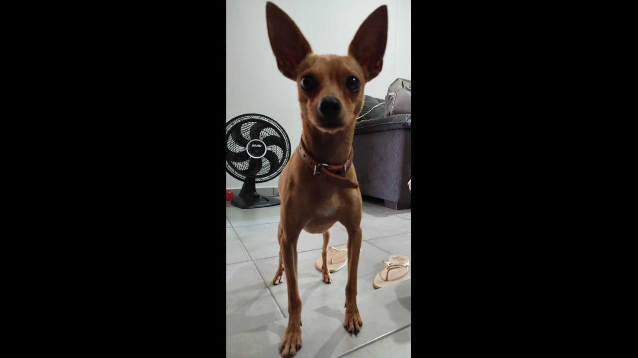 Cachorro Bita desapareceu no bairro Montreal