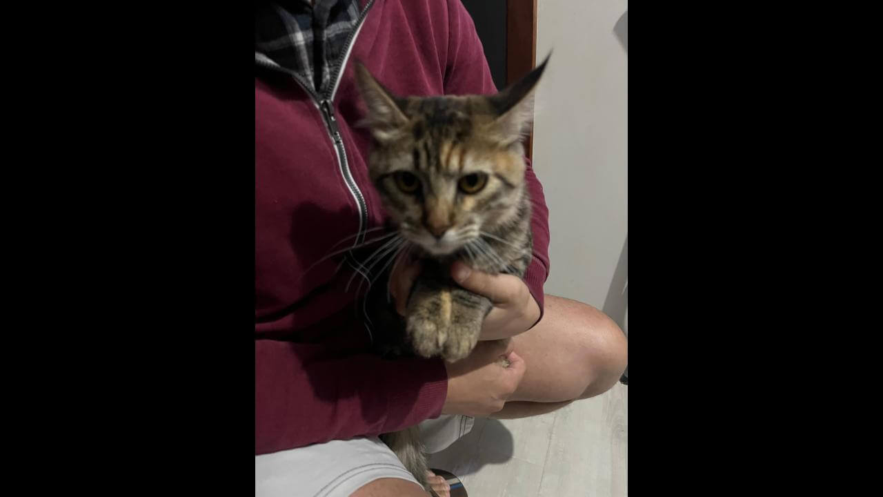 Gato é encontrado no bairro Country