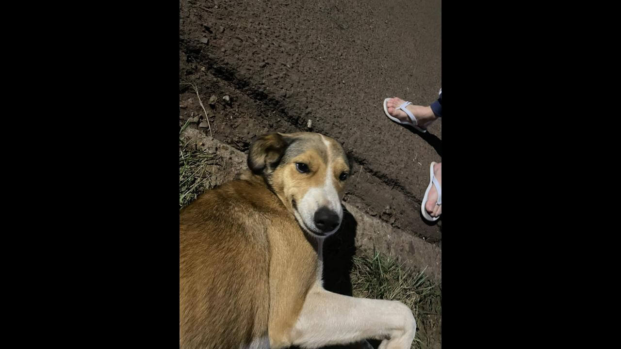 Cachorra é encontrada no bairro Cataratas