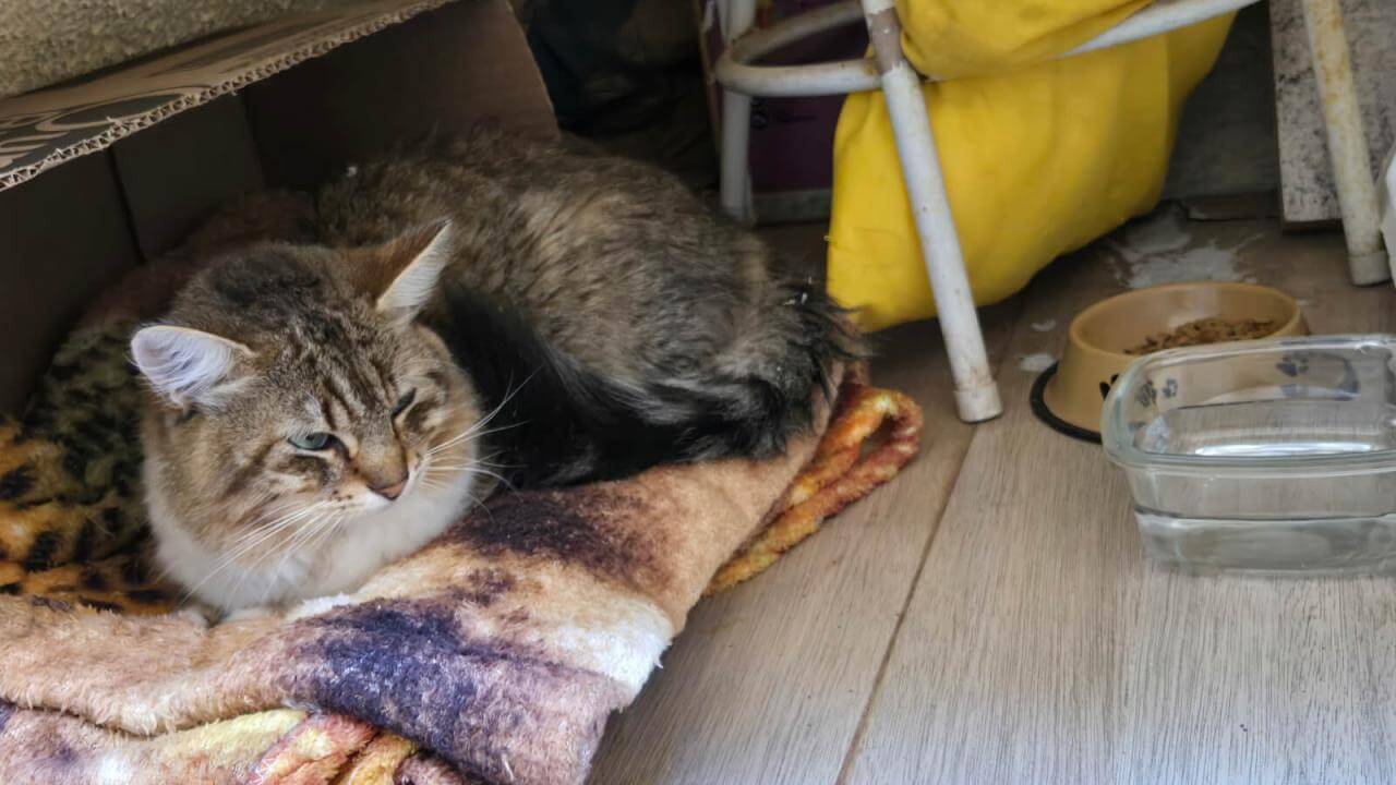 Gata é encontrada no bairro Universitário