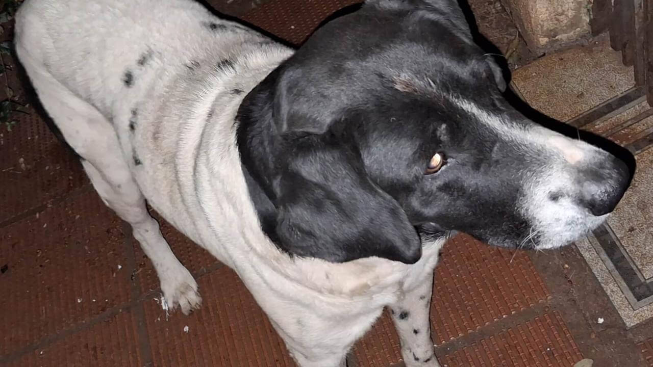 Cachorro é encontrado no bairro Neva