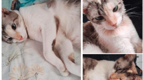Gata Yue desapareceu no bairro Guarujá Imagem referente a Gata Yue desapareceu no bairro Guarujá