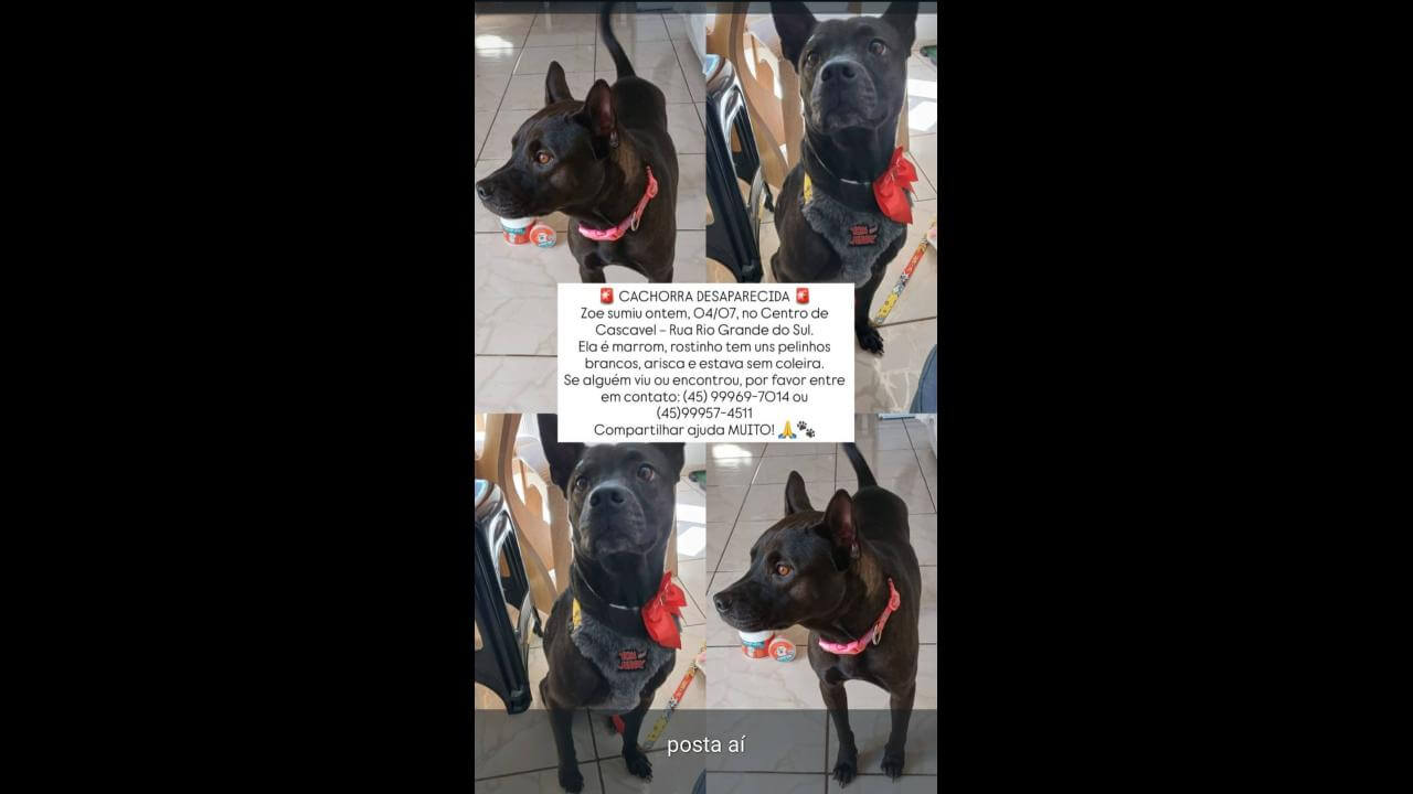 Cachorra Zoe desapareceu no bairro Centro