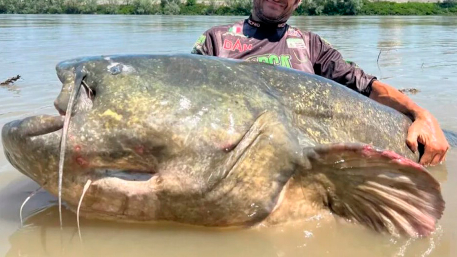 Bagre gigante de quase 3 metros bate recorde e viraliza