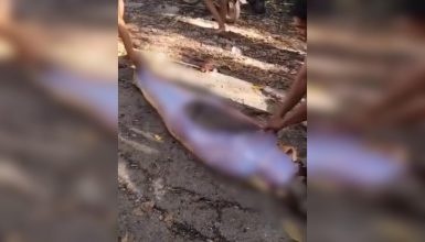 Imagem referente a Agricultor é devorado por píton gigante; corpo foi encontrado intacto dentro da cobra