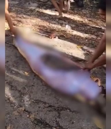 Imagem referente a Agricultor é devorado por píton gigante; corpo foi encontrado intacto dentro da cobra
