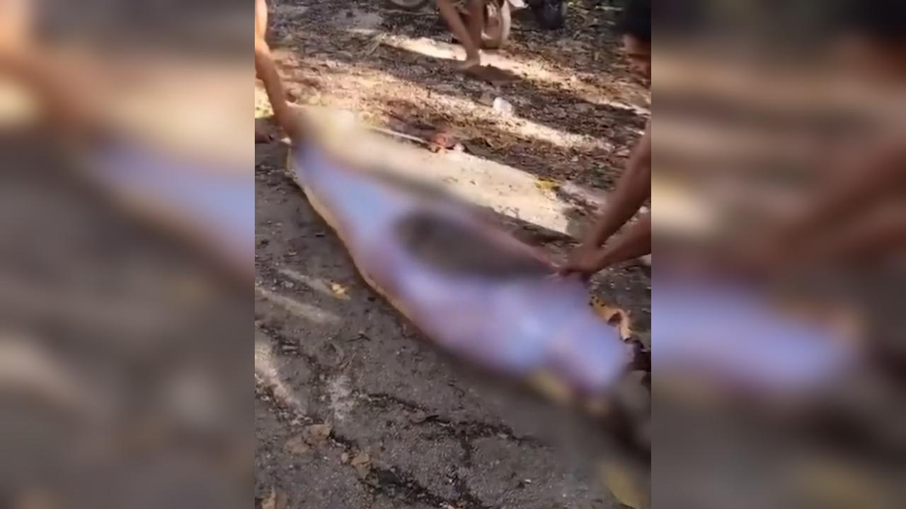 Agricultor é devorado por píton gigante; corpo foi encontrado intacto dentro da cobra