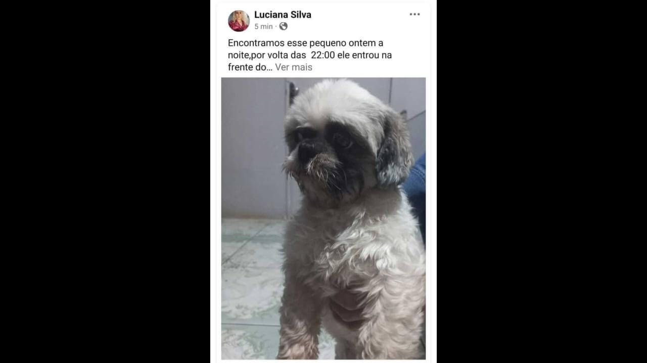 Cachorro é encontrado no bairro Floresta
