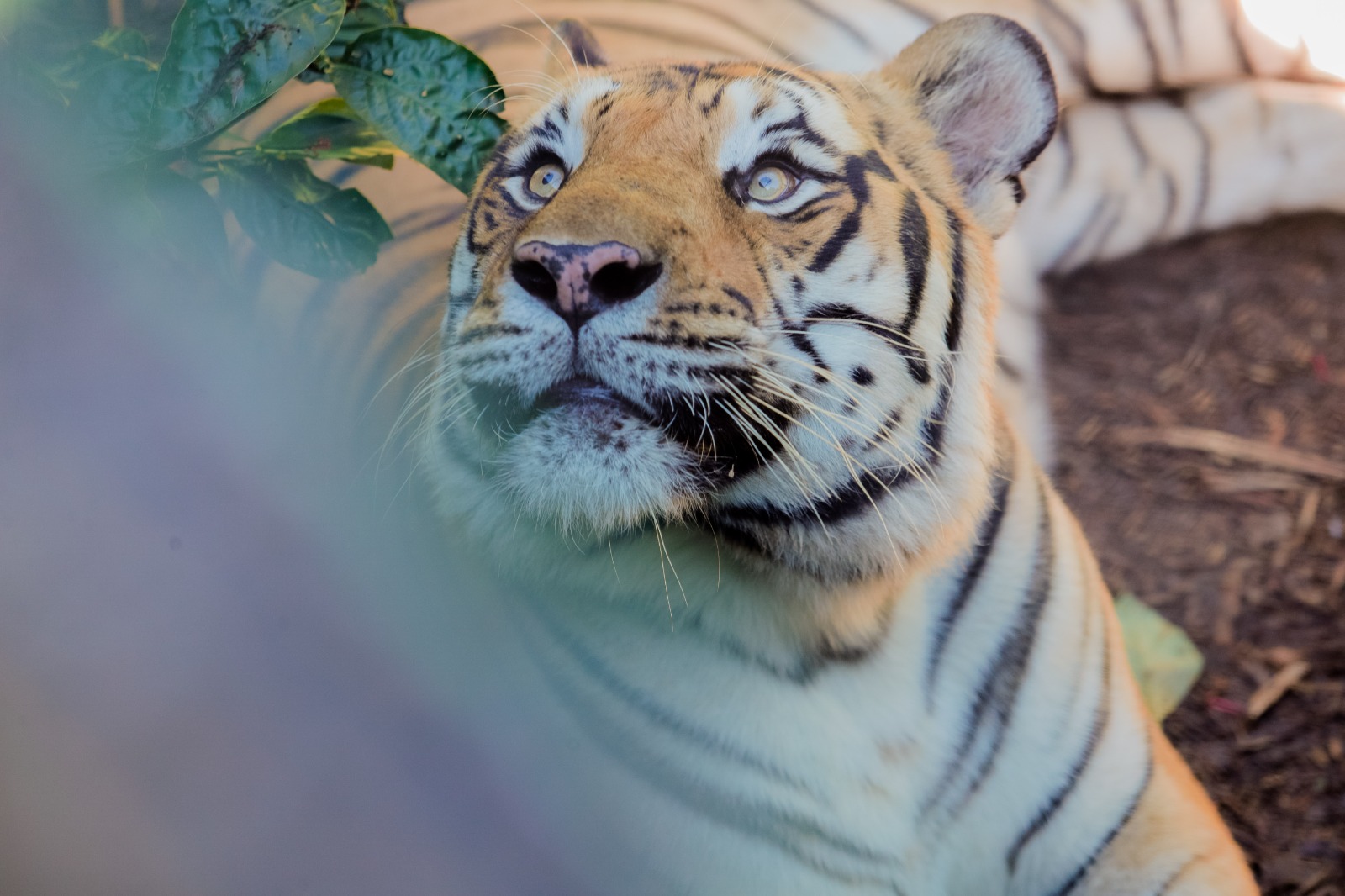 Zoológico de Cascavel amplia atendimentos e abrirá os portões todos os dias nas férias escolares Zoológico de Cascavel amplia atendimentos e abrirá os portões todos os dias nas férias escolares