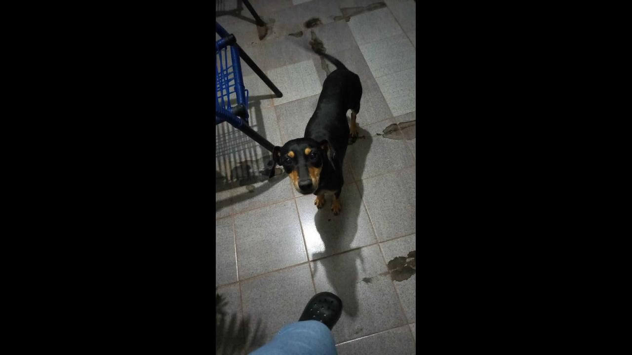 Cachorra Amora desapareceu no bairro Coqueiral Cachorra Amora desapareceu no bairro Coqueiral