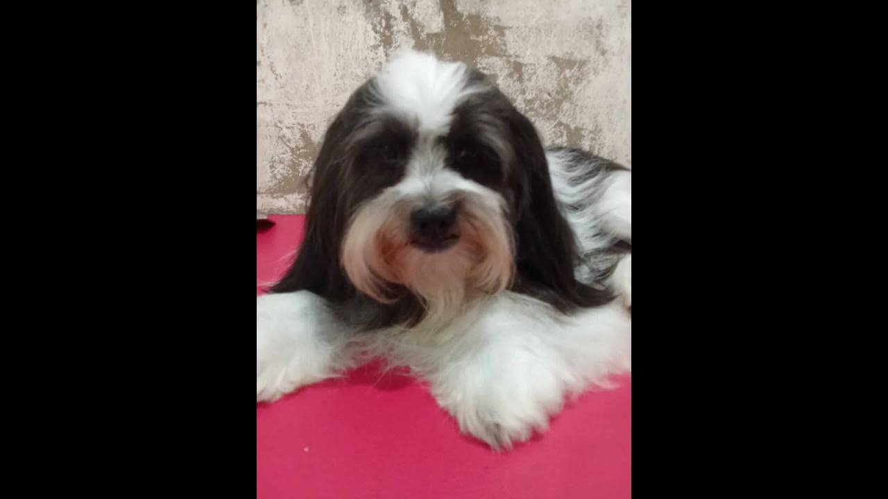Cachorro Bethoven desapareceu no bairro Interlagos