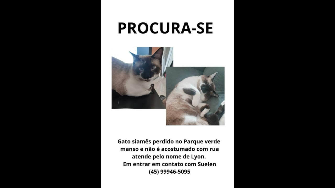 Gato Lyan desapareceu no bairro Parque Verde