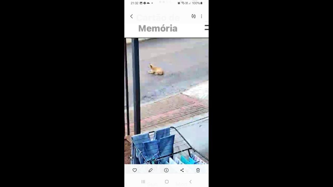 Cachorra Caramelo desapareceu no bairro Floresta