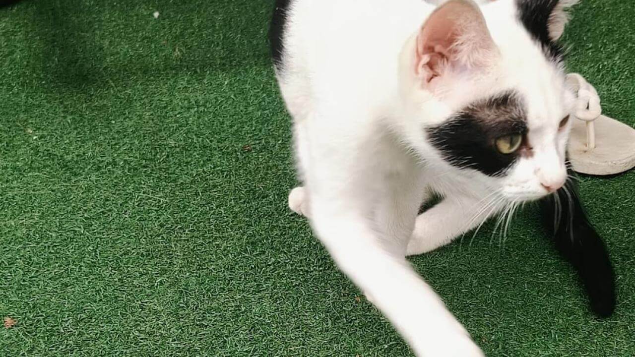 Gato Togato desapareceu no bairro Maria Luiza