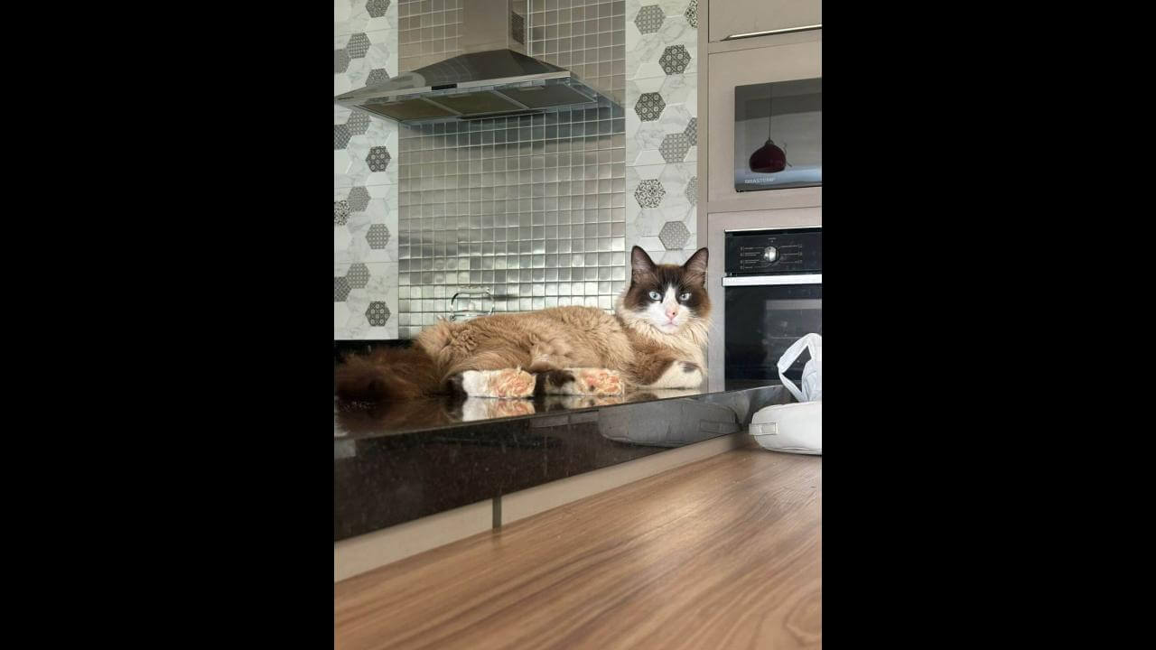 Gato Stuart desapareceu no bairro Parque São Paulo