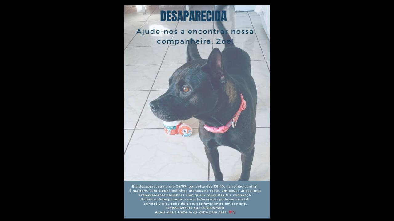 Cachorra Zoe desapareceu no bairro Centro