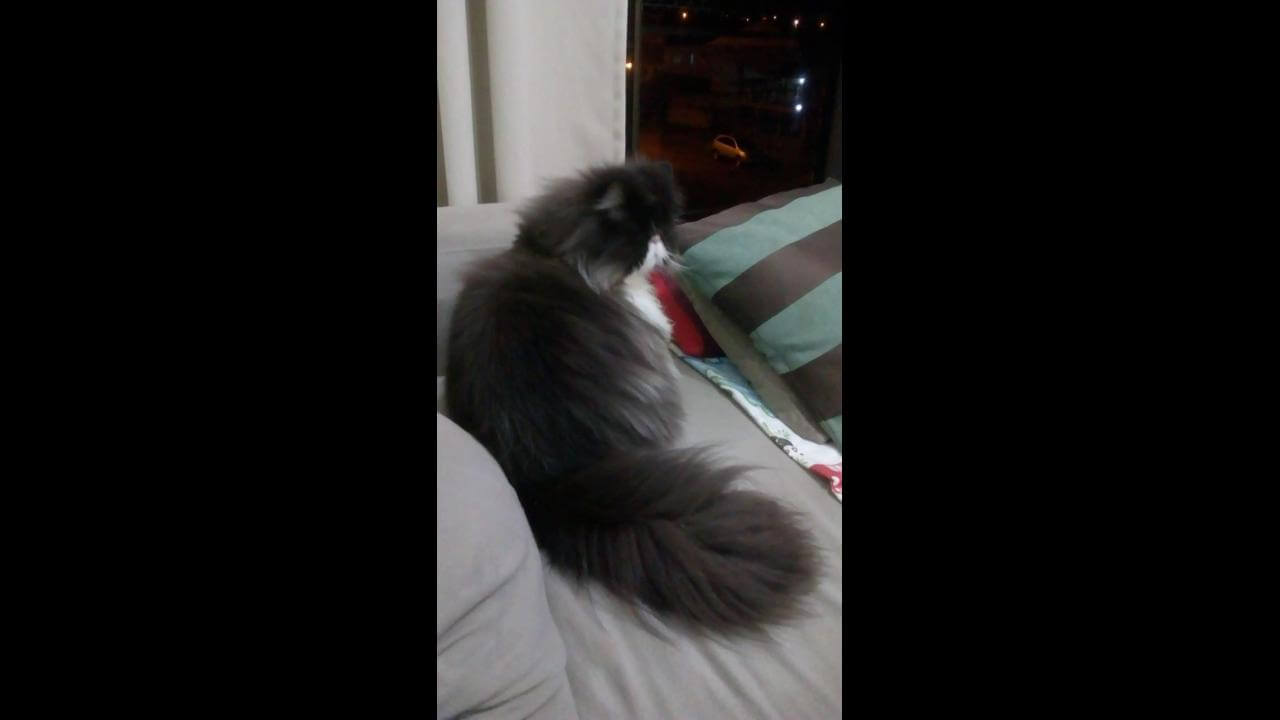Gato FÉLIX desapareceu no bairro Parque São Paulo