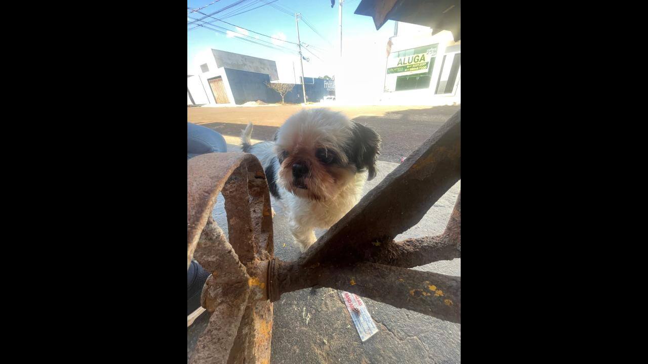Cachorra é encontrada no bairro Morumbi
