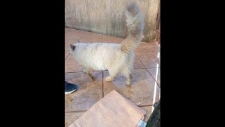 Imagem referente a Gata é encontrada no bairro Recanto Tropical
