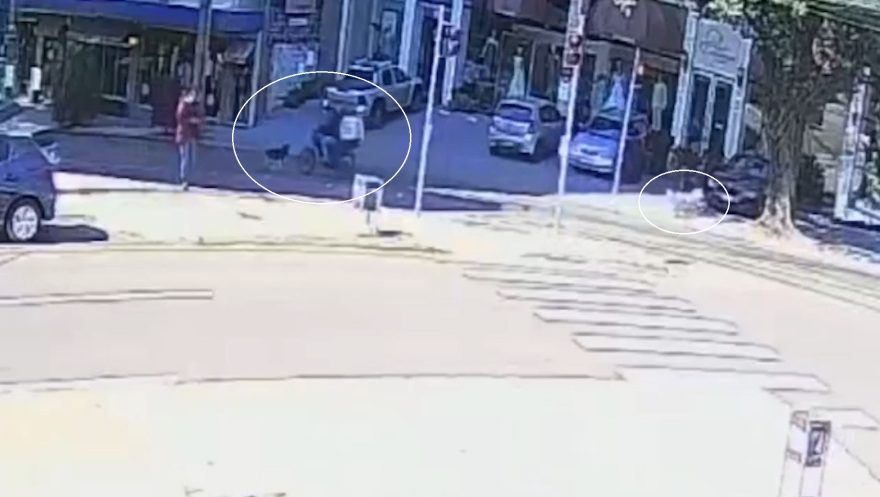 Câmera mostra motociclista atingindo husky siberiano antes de sofrer queda na rua Erechim