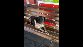 Imagem referente a Cachorra é encontrada no bairro Pacaembu