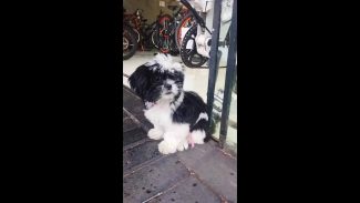 Imagem referente a Cachorra Mili desapareceu no bairro Centro