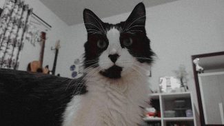Imagem referente a Gato Loki desapareceu no bairro Região do Lago