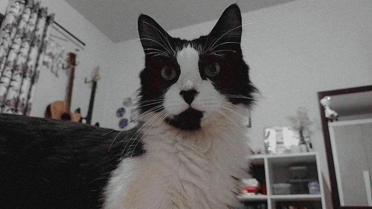 Gato Loki desapareceu no bairro Região do Lago