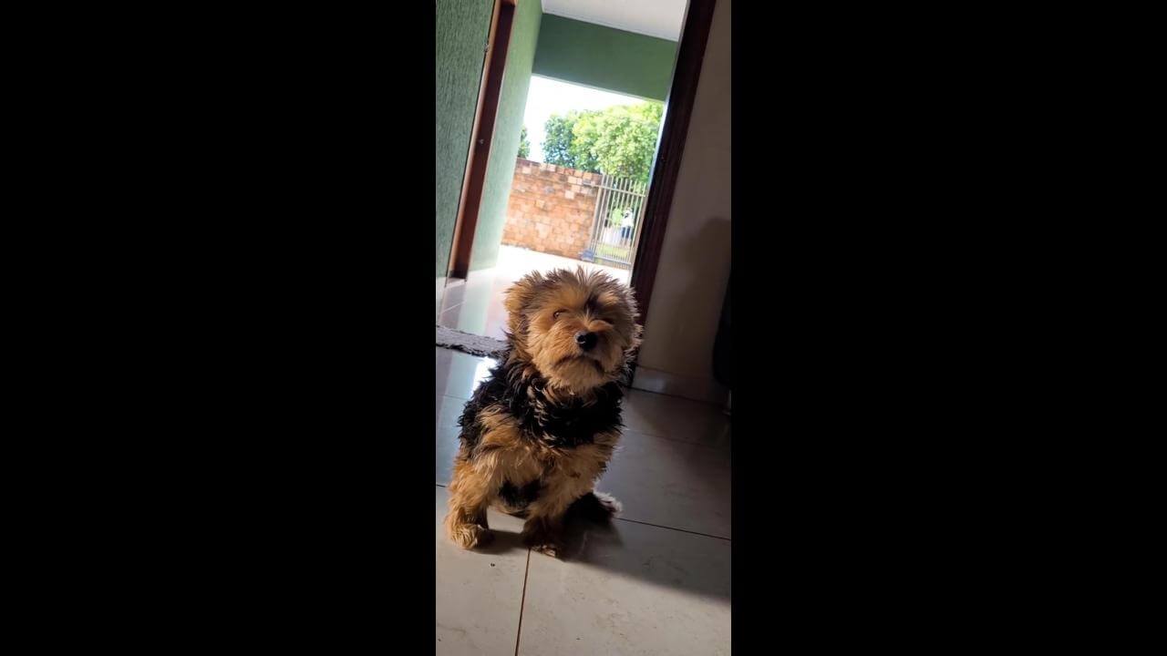 Cachorra Doroti desapareceu no bairro Parque São Paulo Cachorra Doroti desapareceu no bairro Parque São Paulo