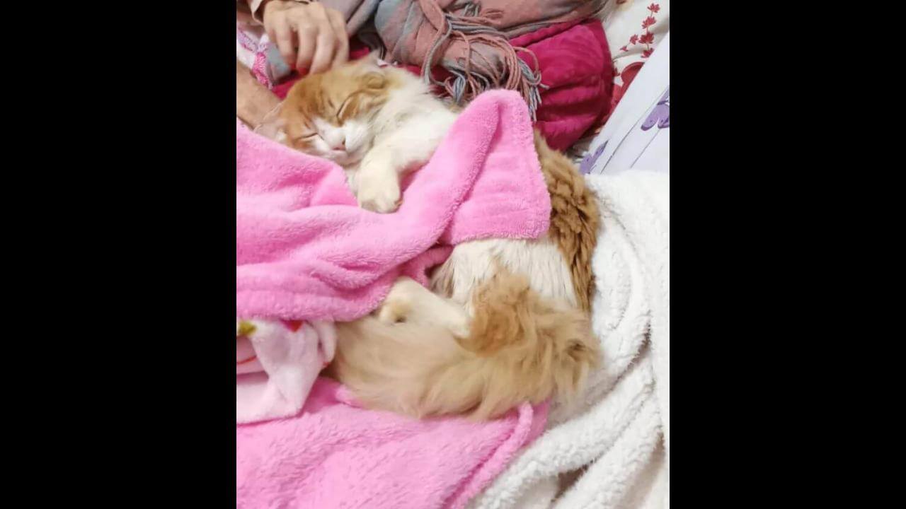 Gato Melzinho desapareceu no bairro Maria Luiza Gato Melzinho desapareceu no bairro Maria Luiza