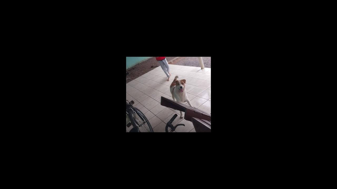 Cachorro Vênus desapareceu no bairro Presidente Cachorro Vênus desapareceu no bairro Presidente