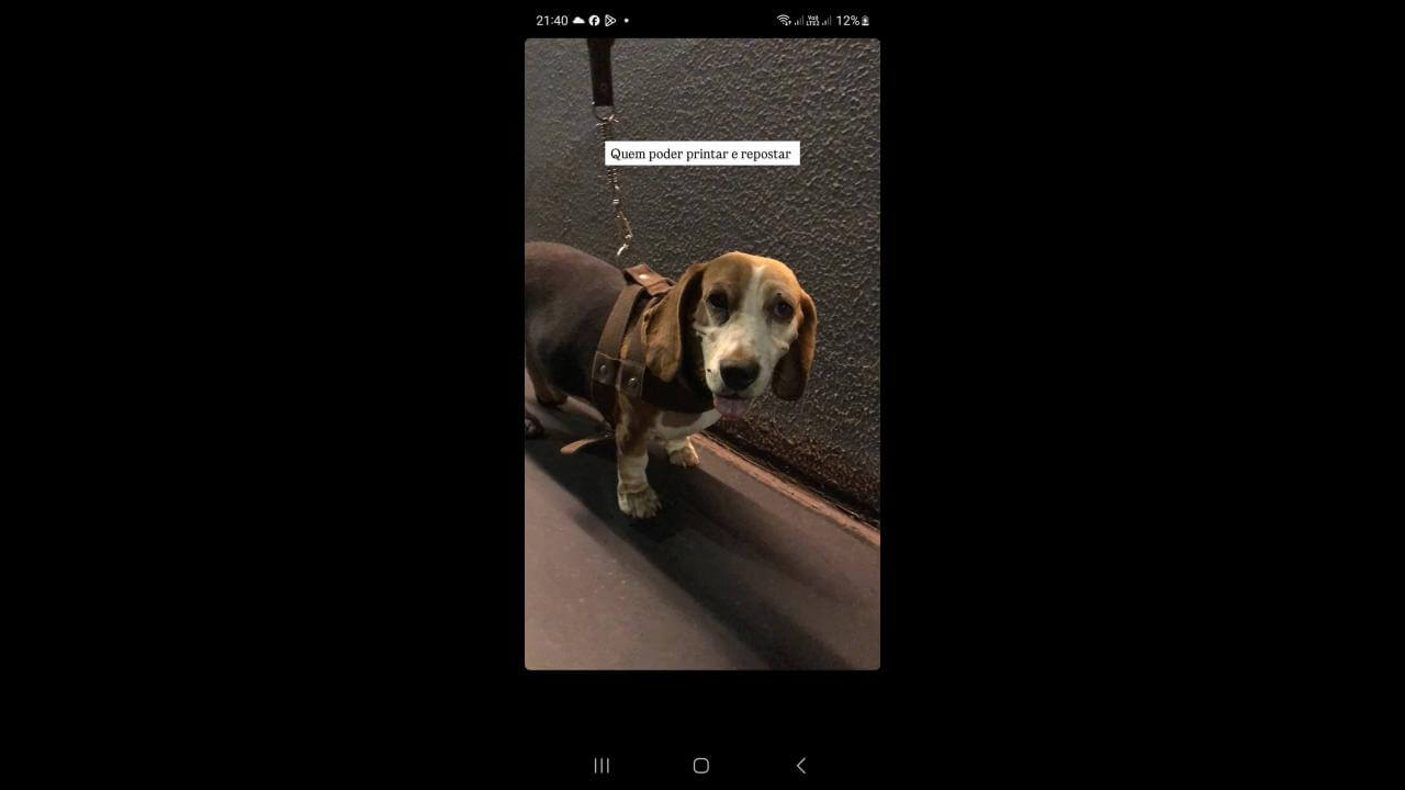 Cachorro é encontrado no bairro Neva Cachorro é encontrado no bairro Neva