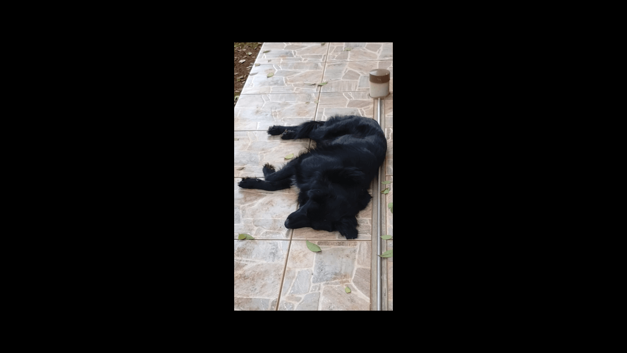 Cachorro Shelby desapareceu no bairro Rural
