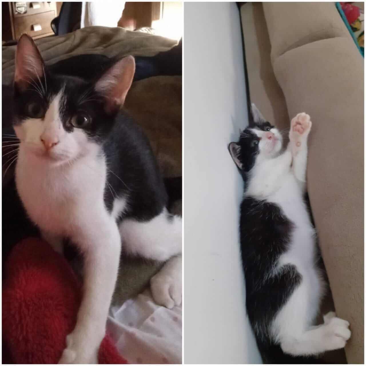 Gato Farofa desapareceu no bairro Verona